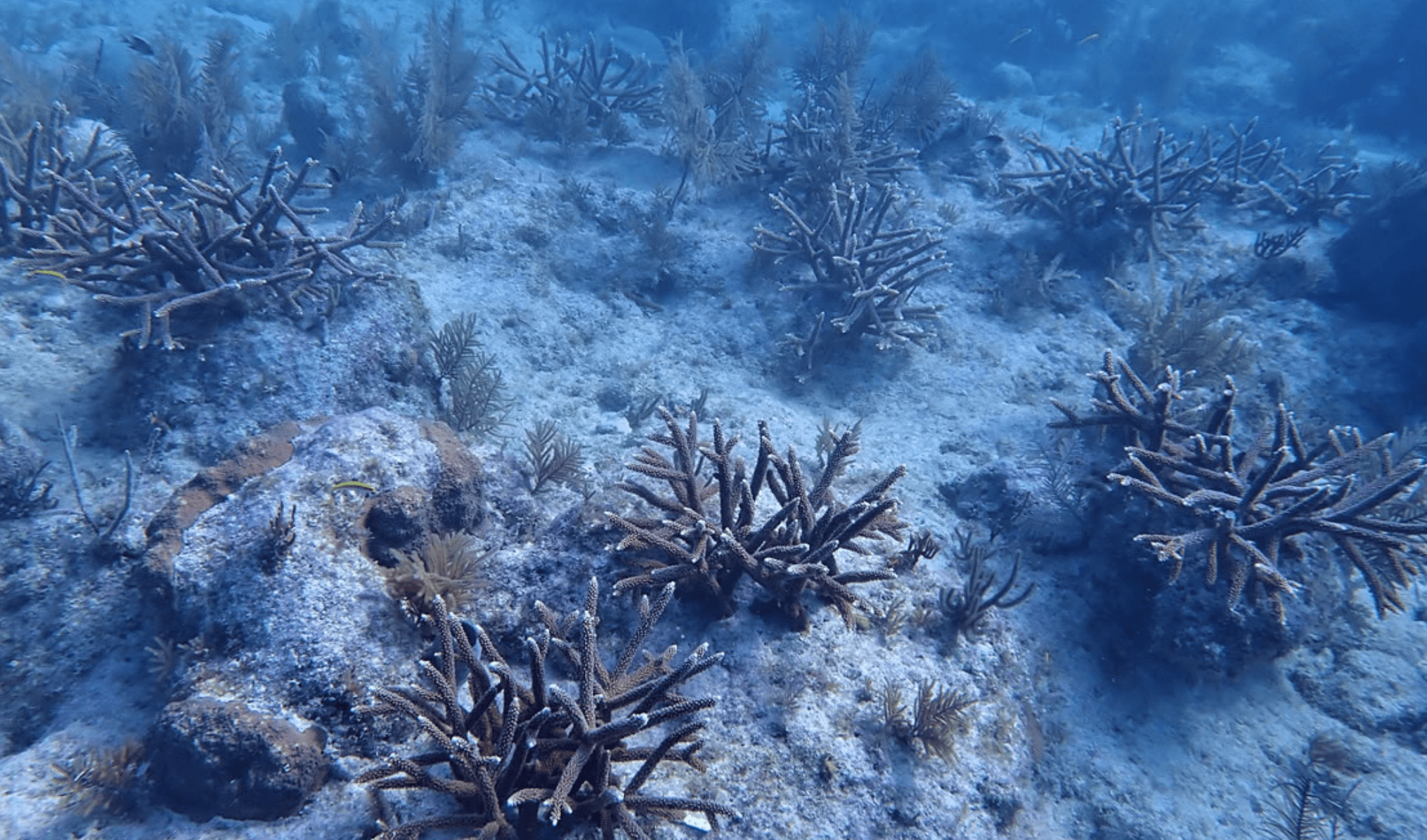 Reef site after restoration