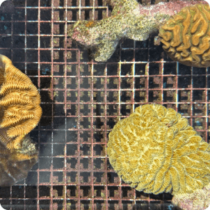 Coral Restoration: Rebuilding the Reef One Fragment at a Time