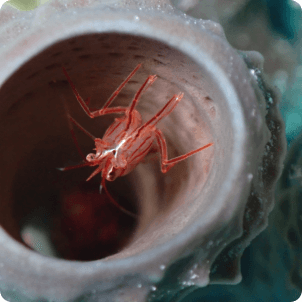 Sponge Restoration: The Unsung Heroes of Our Reef