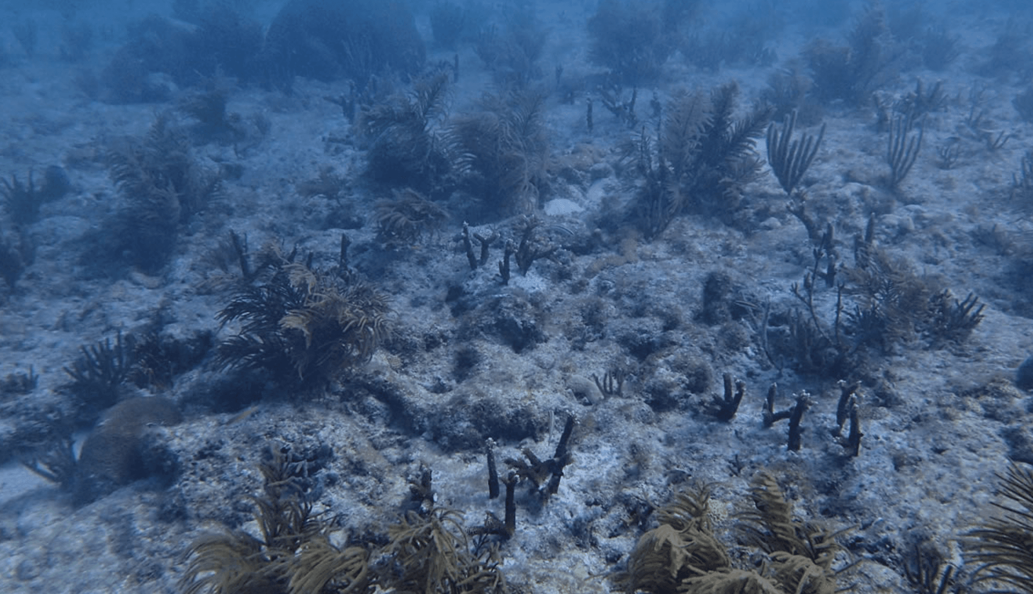 Reef site before restoration