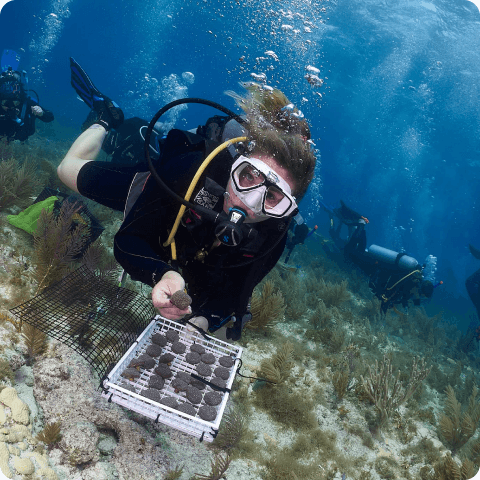 I.Care reef restoration diver