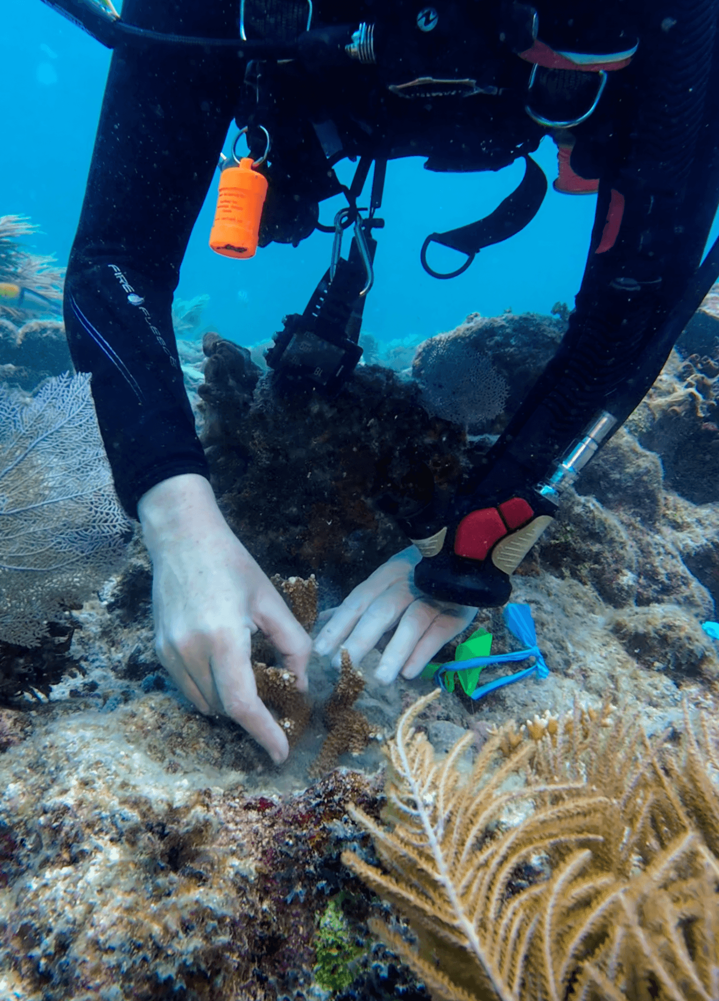 This is coral outplanting