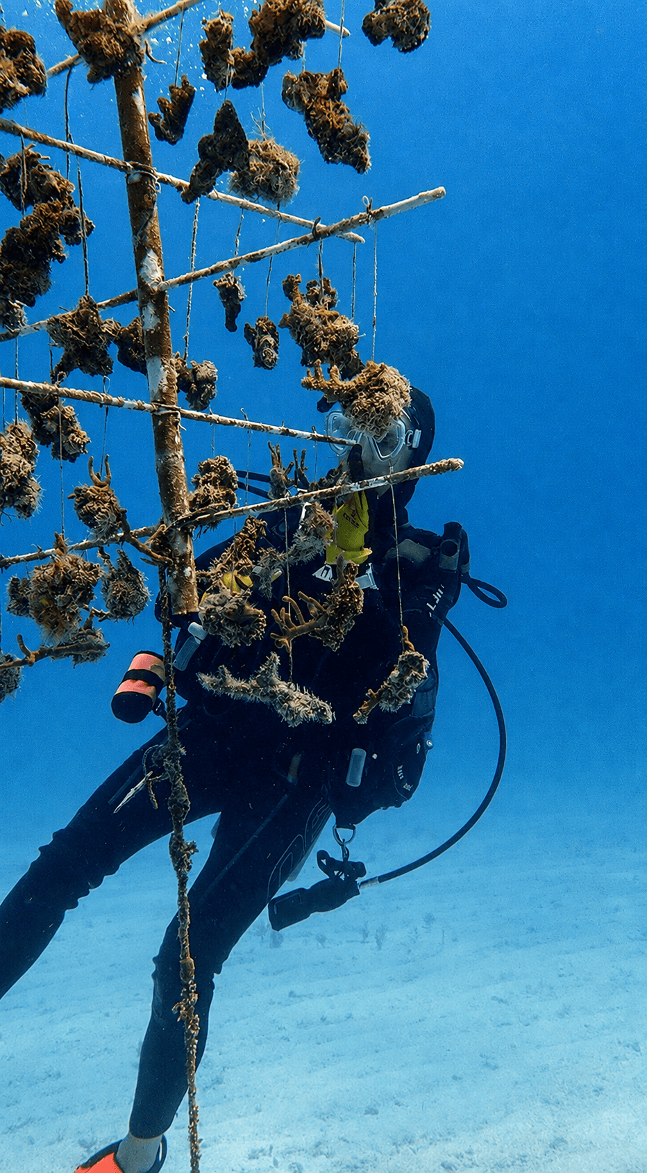 This is a sponge nursery tree