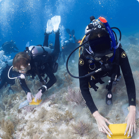 I.Care reef restoration volunteer