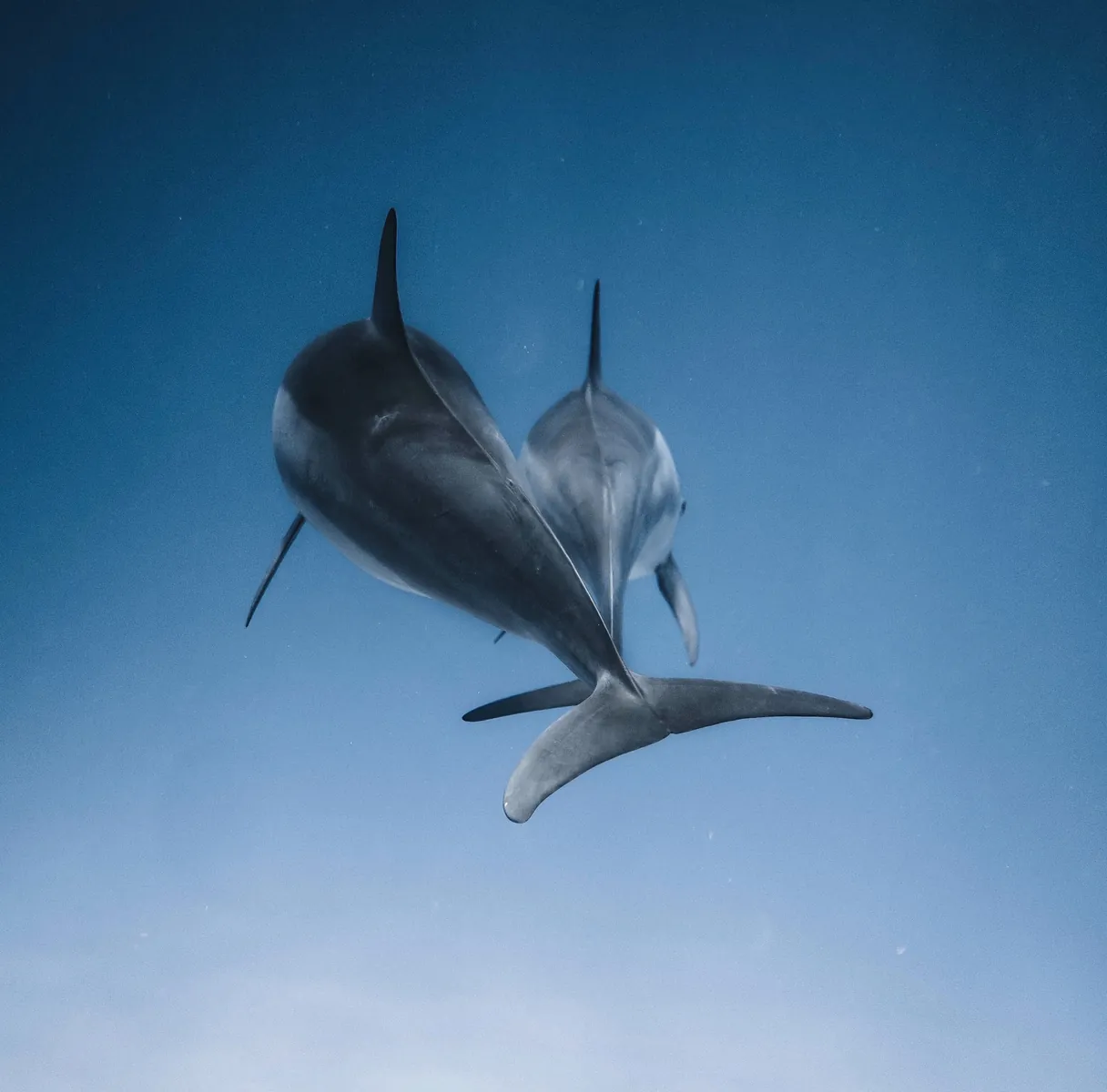 Two dolphins swimming in open blue water
