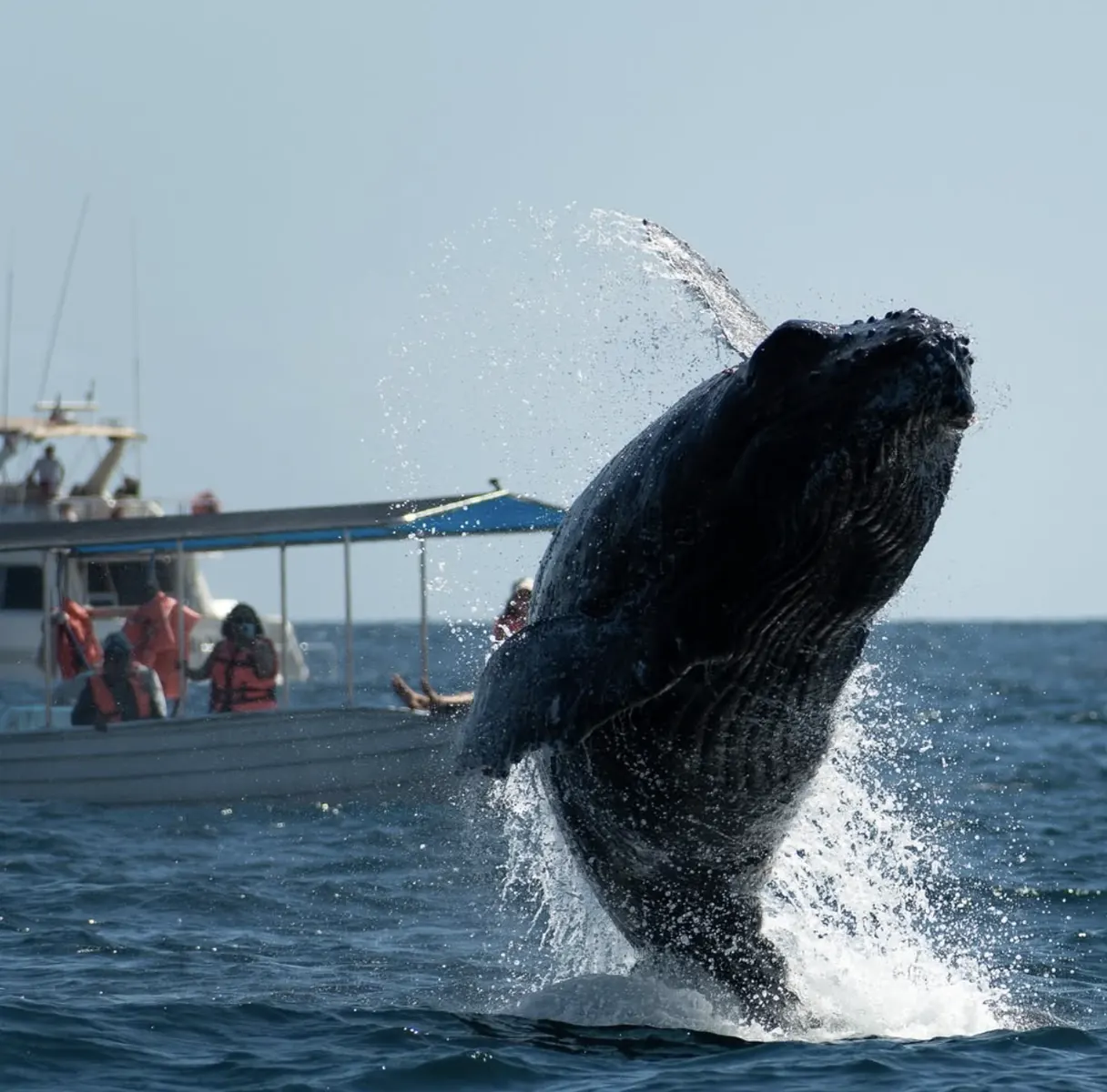 Humpback whale breaching beside a whale watching boat full of guests
