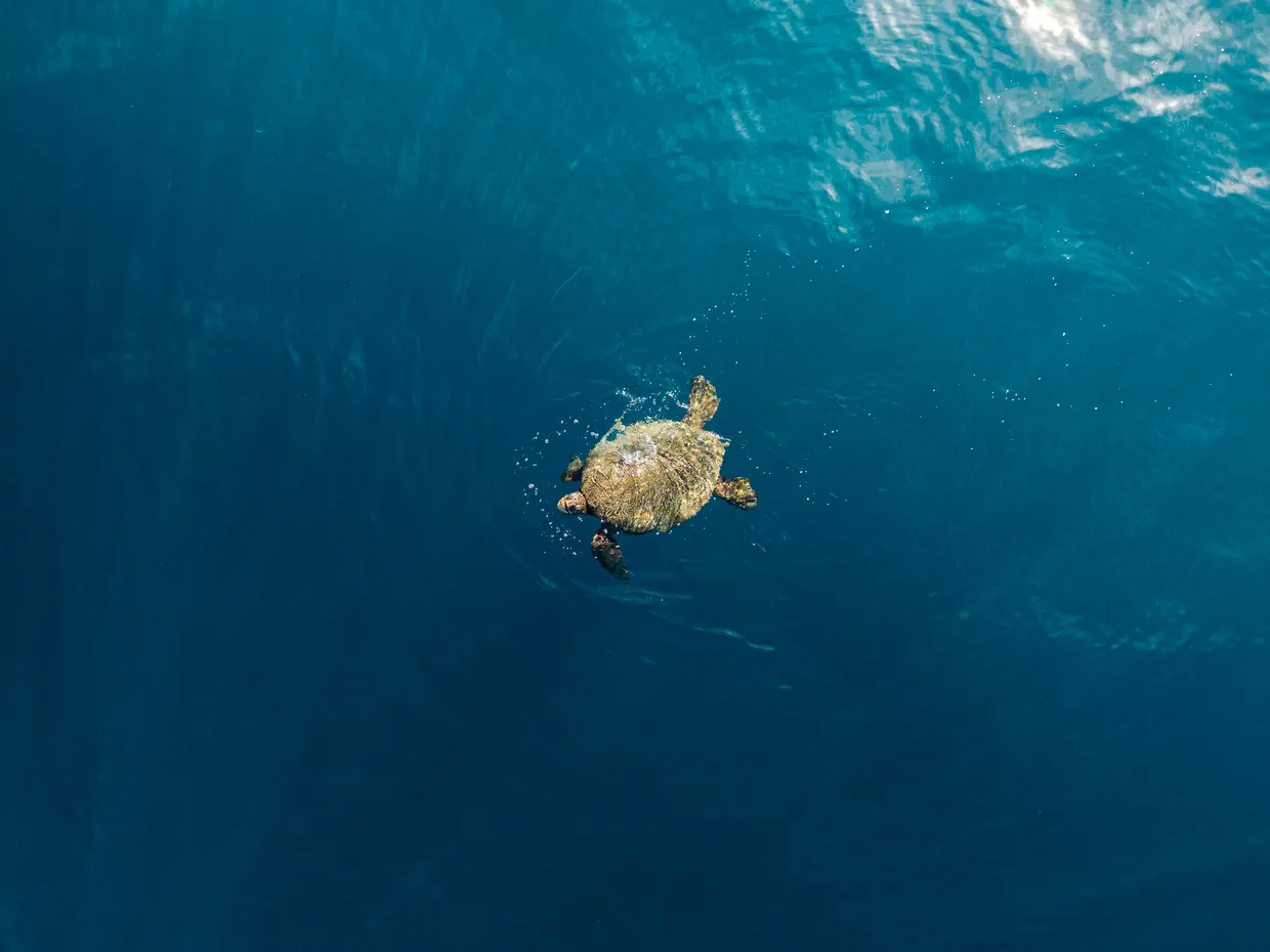 Sea turtle swimming at the surface of deep blue water